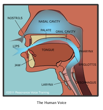 Image showing the workings of the human voice - visible when flash is not available